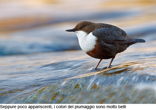 Attimi_MerloAcquaiolo_08