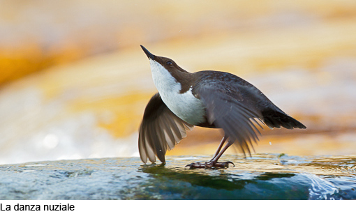 Attimi_MerloAcquaiolo_09