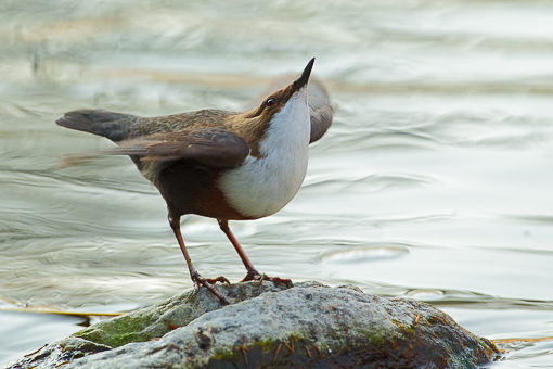 Attimi_MerloAcquaiolo_10