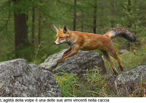 Attimi_Volpe_06