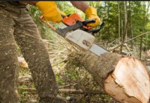 taglio alberi tronco motosega