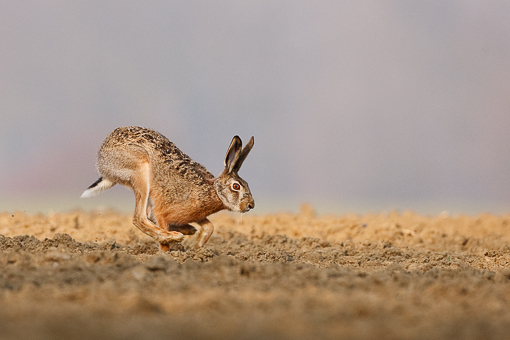 09FR5645 come oggetto avanzato 3000x2000