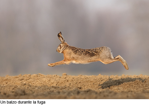 09FR5667 come oggetto avanzato-1