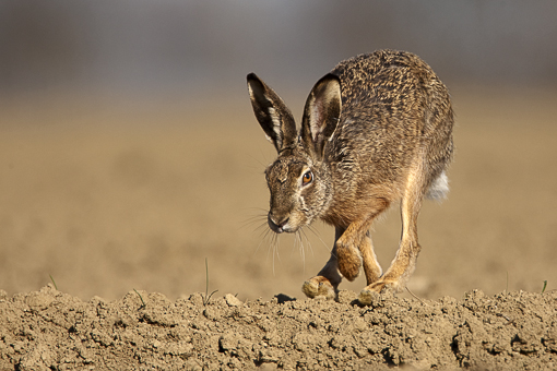 09FR6579 come oggetto avanzato-1