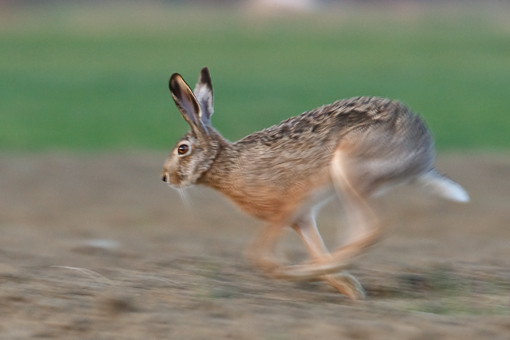 09FR6647 come oggetto avanzato-1
