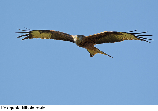Attimi_Nibbio_08