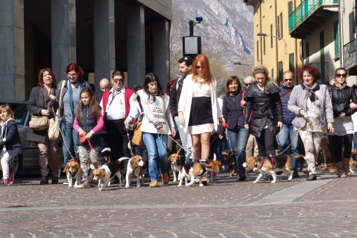 MARCIA BEAGLE GREEN HILL - LECCO 29 MARZO (17)