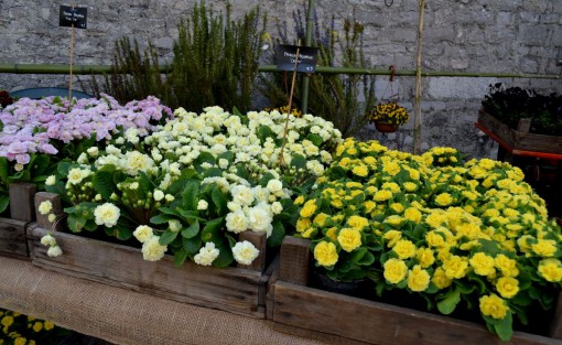 Varenna due giorni festa 16 marzo 2014 (5)