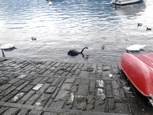 cigno nero - Lecco (1)