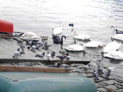 cigno nero - Lecco (2)