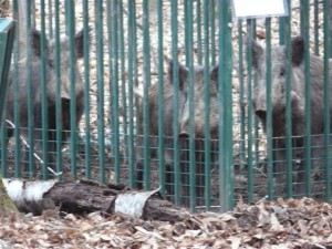 cinghiali Sueglio - 07 marzo 2014 (1)