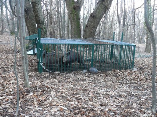 cinghiali Sueglio - 07 marzo 2014 (2)