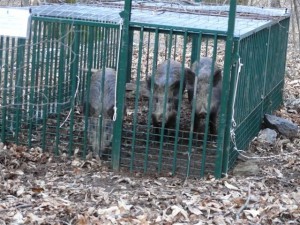 cinghiali Sueglio - 07 marzo 2014 (3)