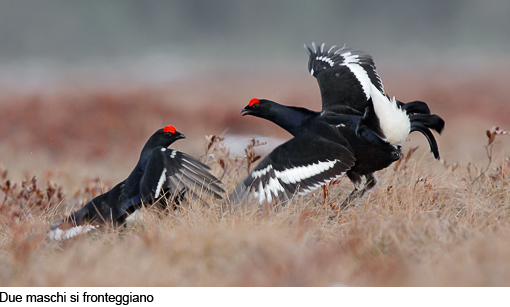 Attimi_Gallo forcello_01