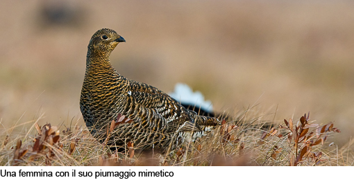 Attimi_Gallo forcello_02