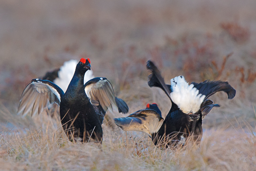 Attimi_Gallo forcello_03