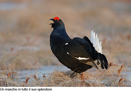 Attimi_Gallo forcello_04