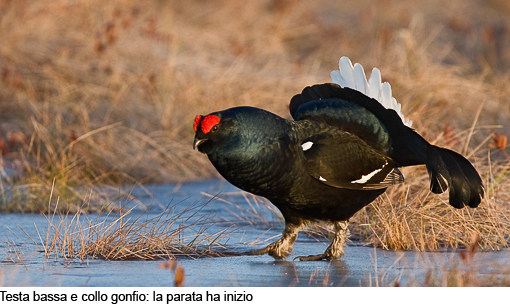 Attimi_Gallo forcello_06