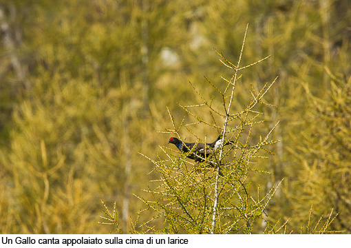 Attimi_Gallo forcello_07