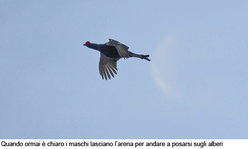 Attimi_Gallo forcello_08