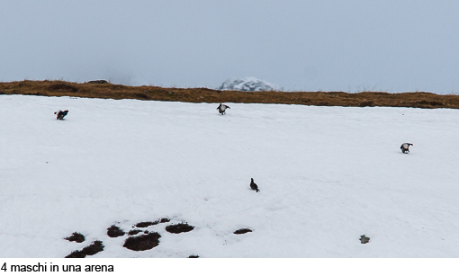 Attimi_Gallo forcello_09