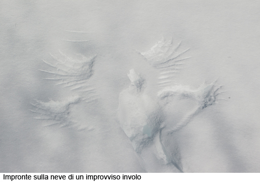 Attimi_Pernice bianca_02