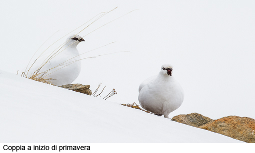 Attimi_Pernice bianca_05