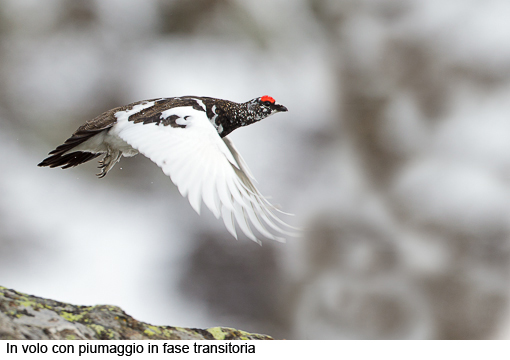 Attimi_Pernice bianca_09