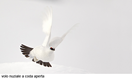 Attimi_Pernice bianca_10