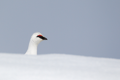 Attimi_Pernice bianca_12