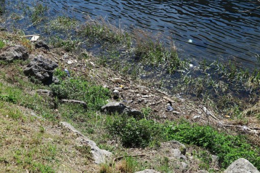 Rifiuti Pescarenico (2)