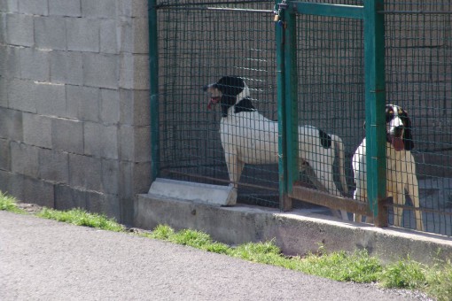 canile  (6)
