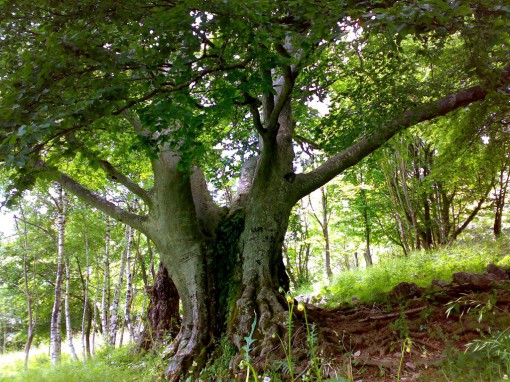 faggio secolare erna Vincenzo Caminada