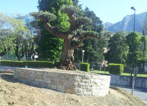 rotonda ulivo via Eremo (3)