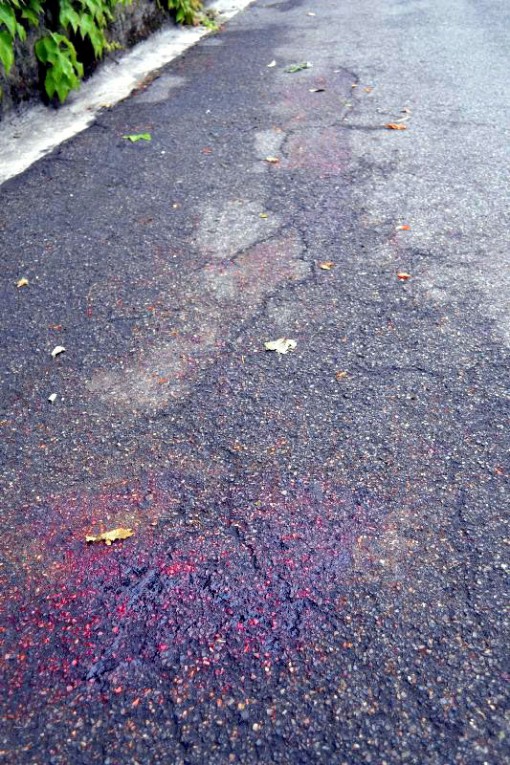 cervo infilzato a mandello (1)