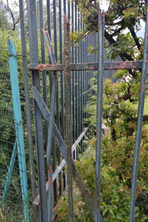 cervo infilzato a mandello (3)