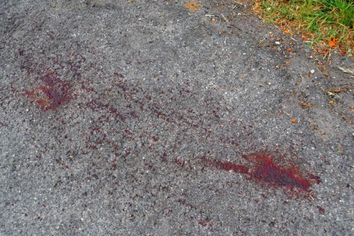 cervo infilzato a mandello (4)