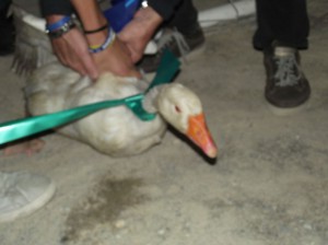 corsa delle oche (18)