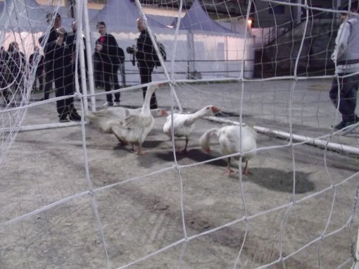 corsa delle oche (7)