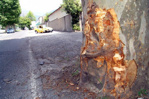 scontro albero viale valsugana (1)