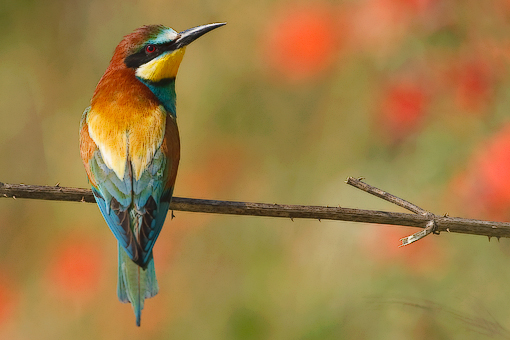 _R089681-come-oggetto-avanz