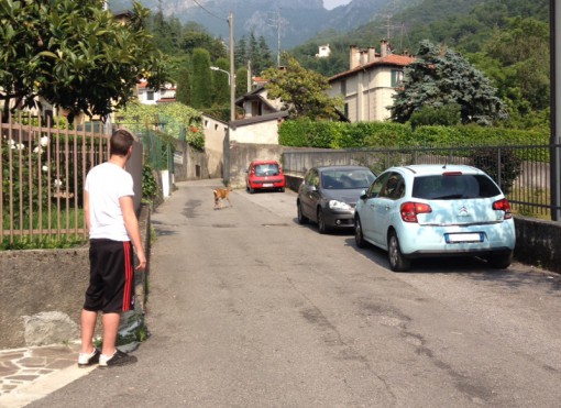 capriolo partorisce (1)