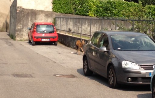 capriolo partorisce 3