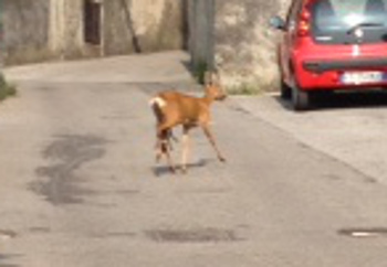 capriolo partorisce 4