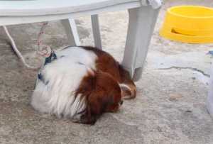 MOREGALLODISPERSOINLAGO