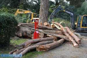Alcuni degli alberi tagliati a seguito della tromba d'aria a Maggianico 
