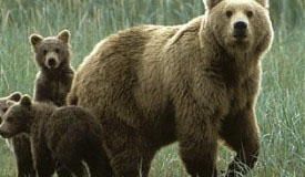 L'orsa Daniza e i suoi cuccioli - foto focus