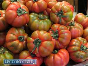 Verdura pomodori (1)