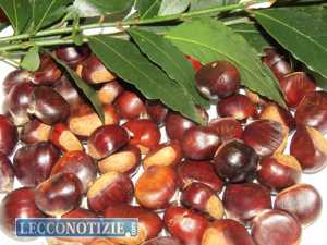 castagna_castagne (1)