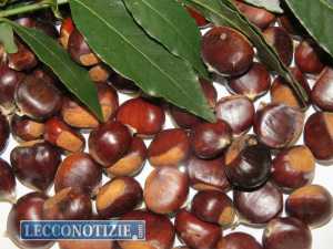 castagna_castagne (4)